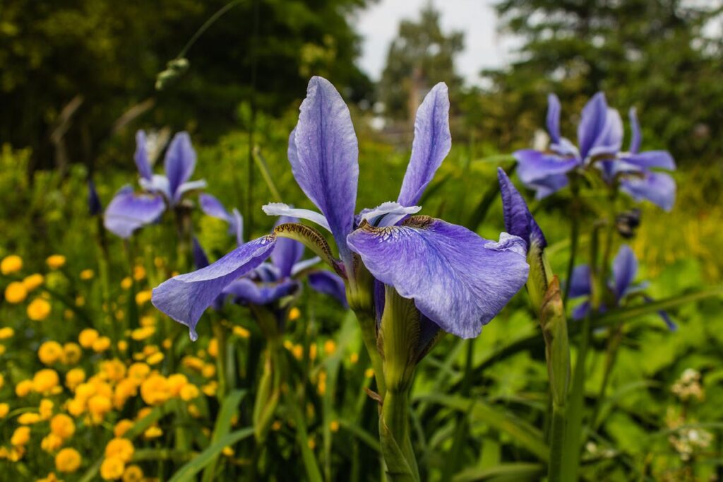 Close-up of purple irises among vibrant greenery in a spring garden setting.