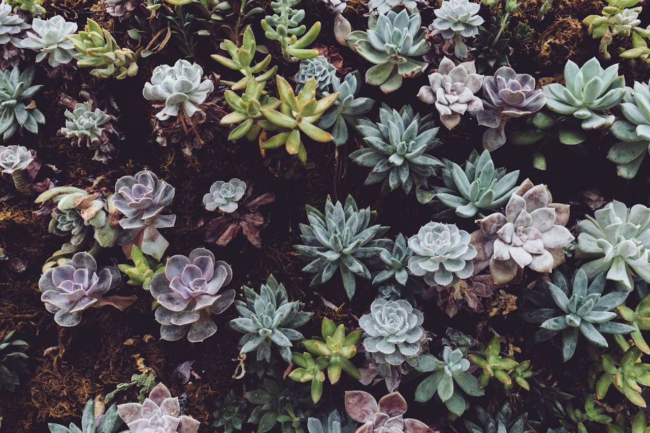 creative-01 A diverse collection of vibrant succulents showcasing natural beauty and texture.