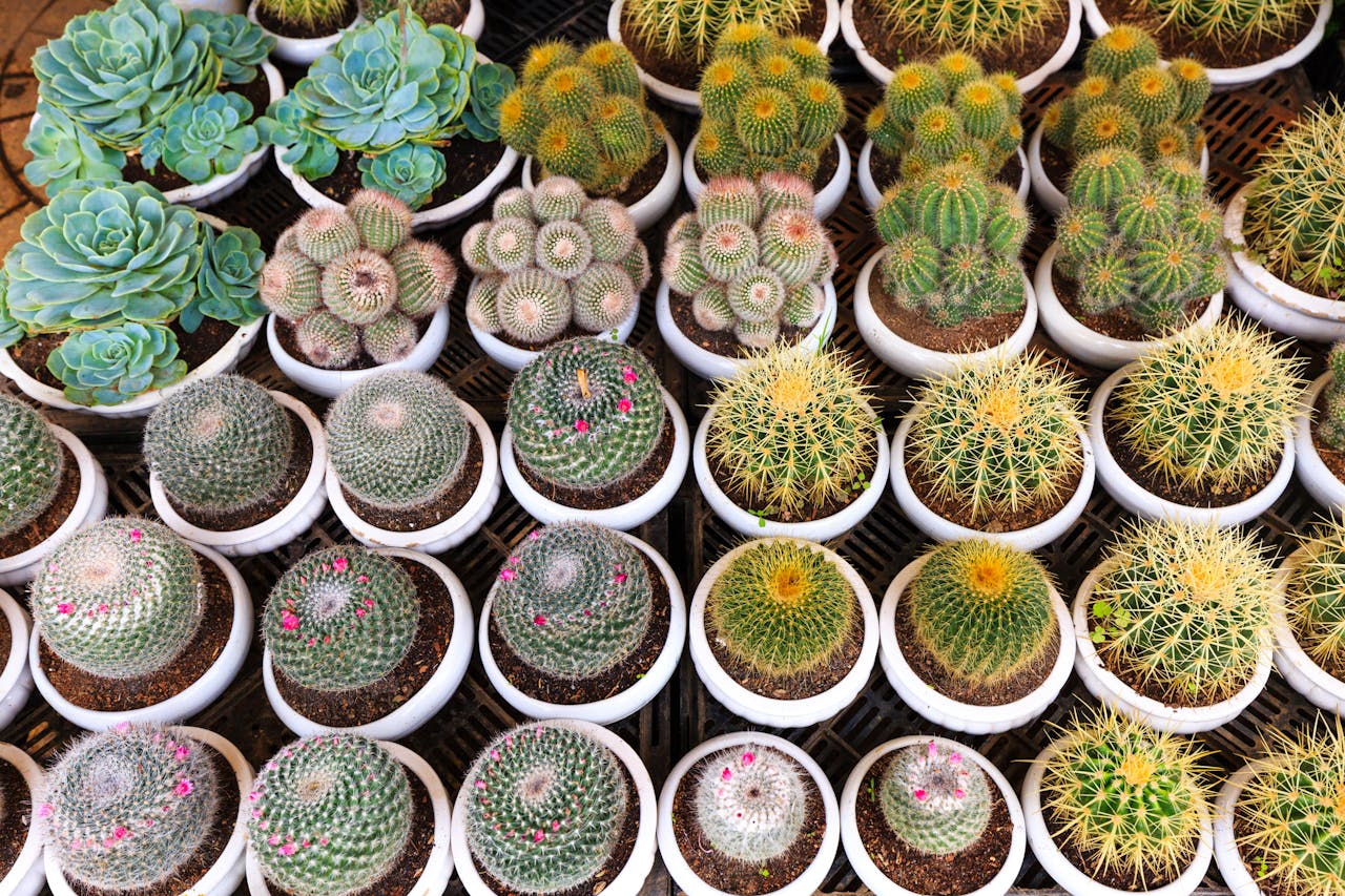 Top view of diverse potted succulents and cacti showcasing vibrant textures.