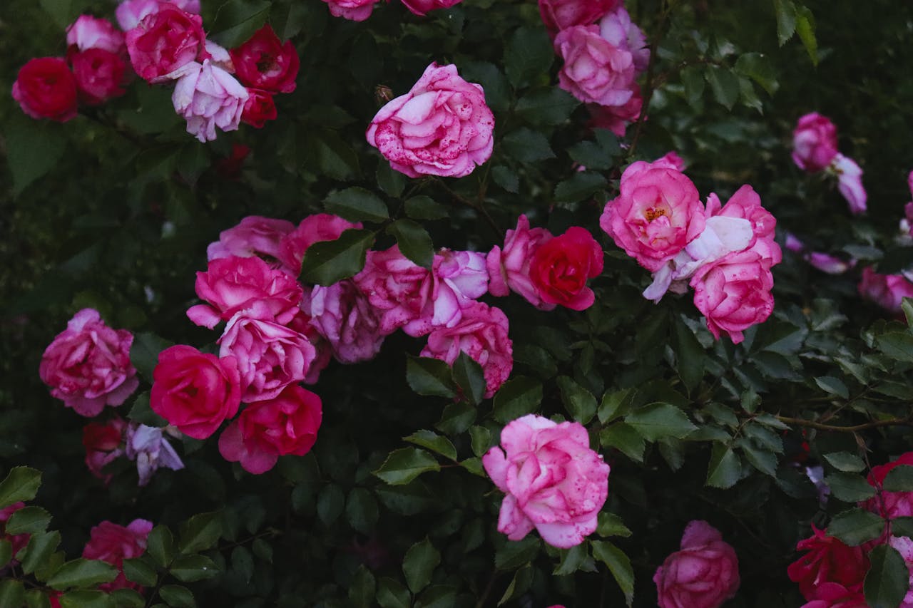 pexels-photo-33308460.jpeg