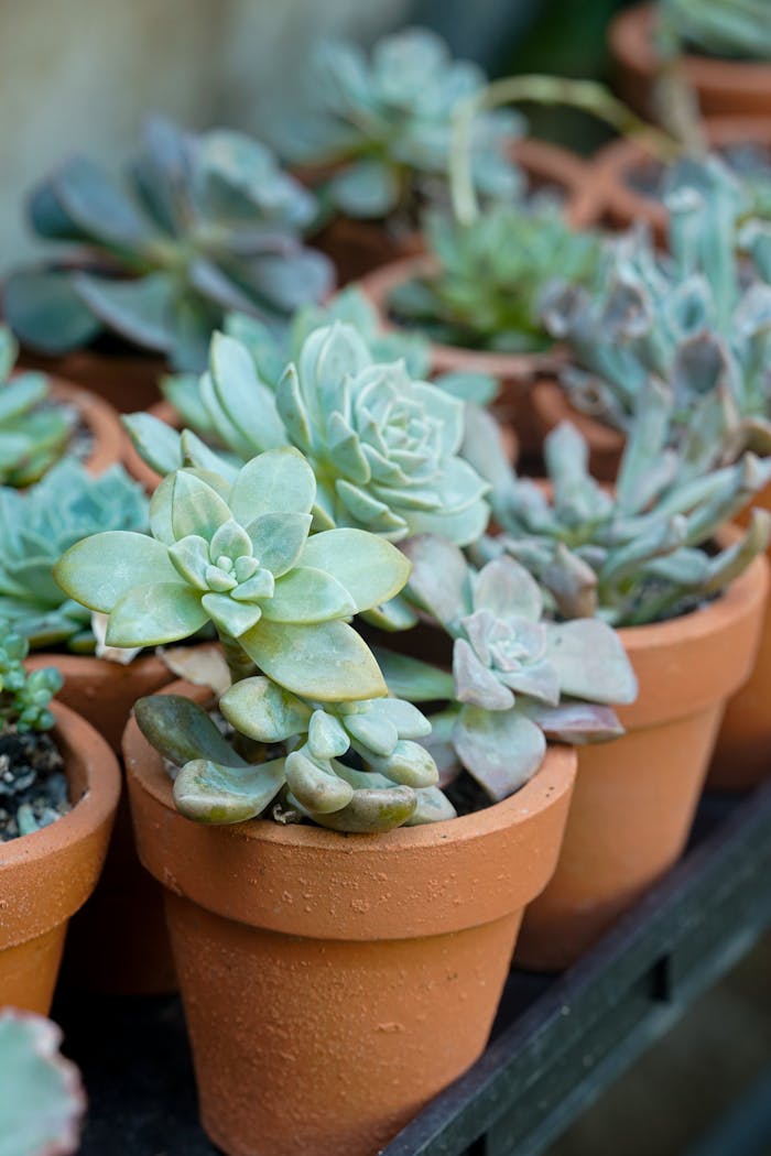 creative-03 A vibrant collection of succulents in terracotta pots displayed outdoors in natural light.