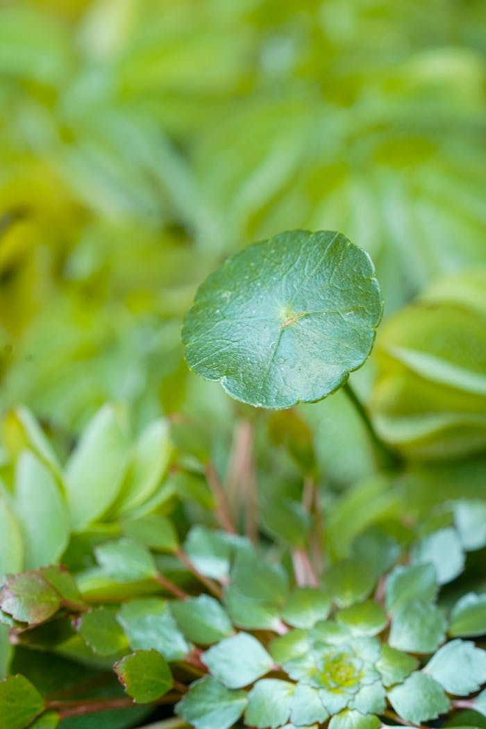 Close-up of diverse green foliage showcasing tropical beauty in a backyard garden setting.