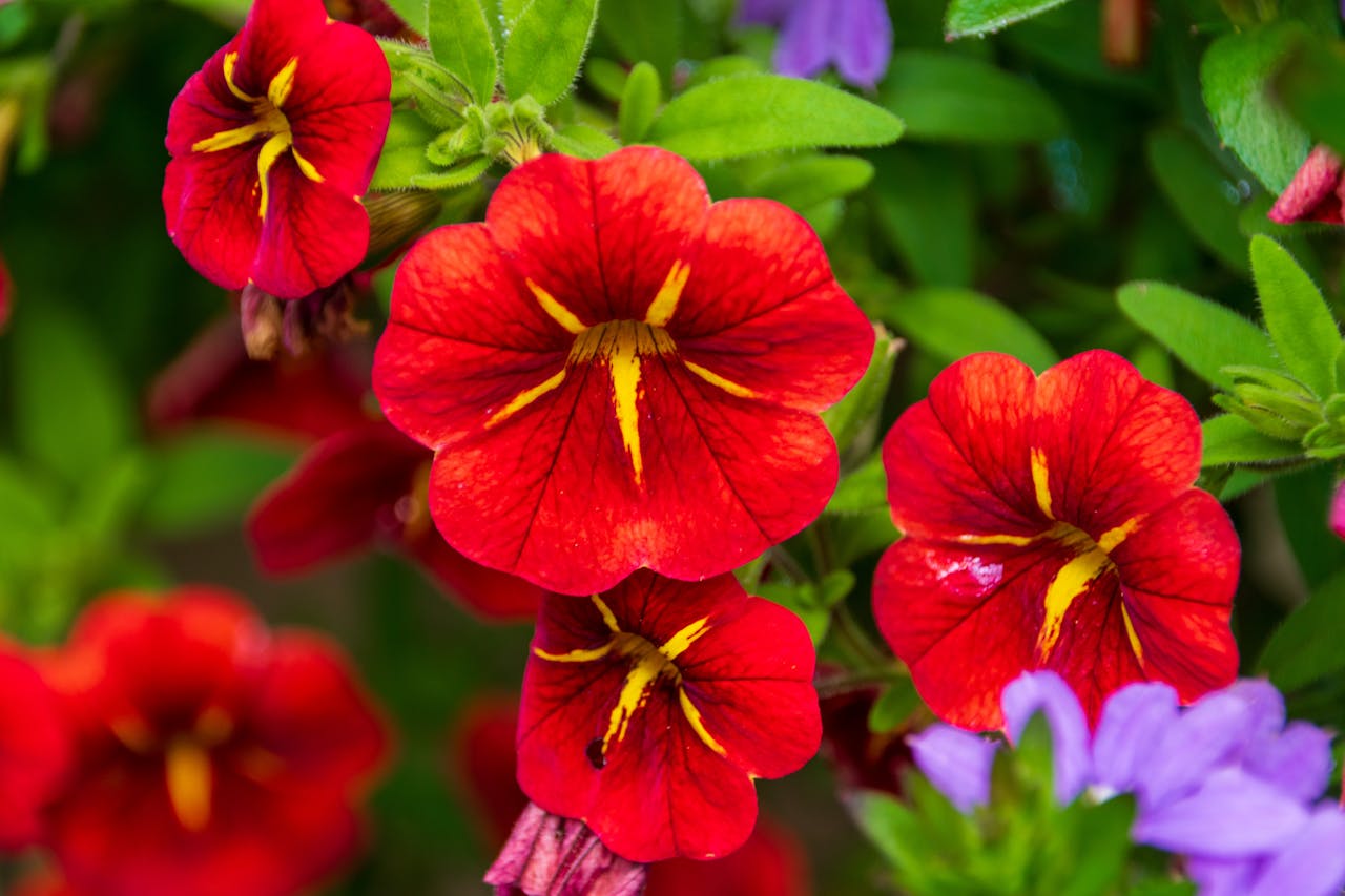 Close-up of vibrant red petunias with green leaves, showcasing natural beauty and vivid colors.